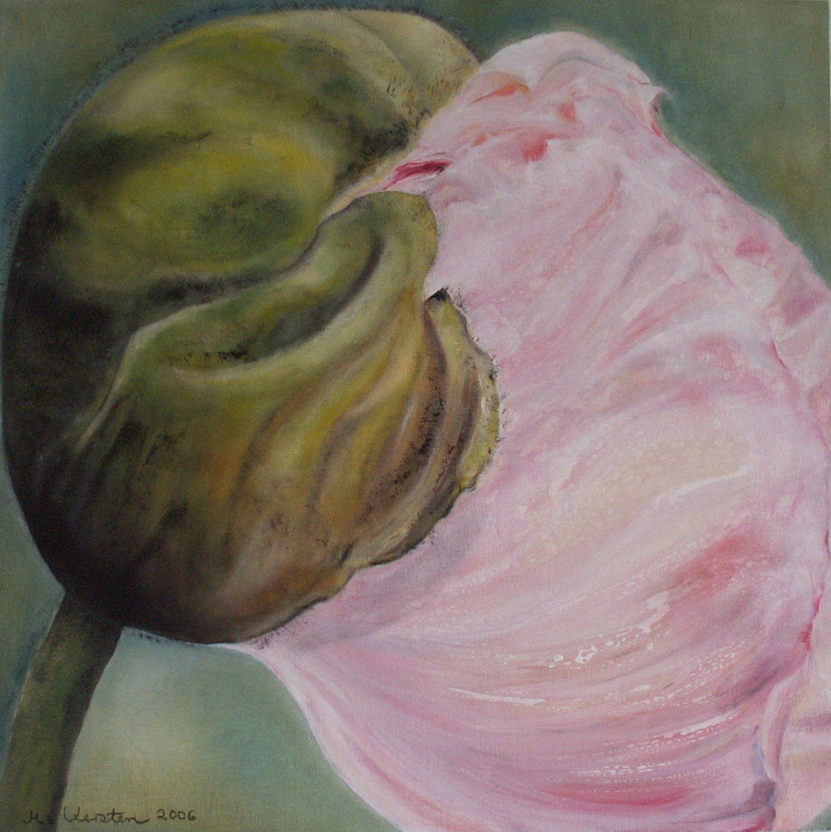 Rosa-Mohn-auf-Tuerkisgruen